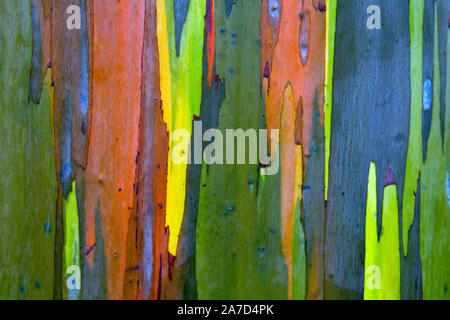 Close up isoliert Foto von der Rinde eines Gemalt (Gummi) Eukalyptusbaum in Kauai, Hawaii. Stockfoto