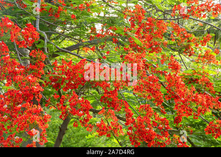 Flamboyant Royal Poinciana Baum in Bequia, St. Vincent und die Grenadinen Stockfoto