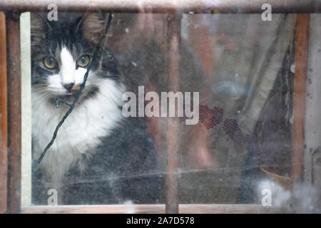 Schwarze und weiße Katze sitzt in der Nähe der dreckige Fenster mit Weihnachtsbeleuchtung Stockfoto