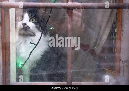 Schwarze und weiße Katze sitzt in der Nähe der dreckige Fenster mit Weihnachtsbeleuchtung Stockfoto