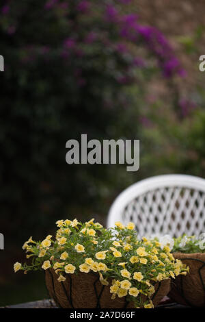 Vertikaler gelb calibrachoa Blume in einem Topf gegen die Rückseite des weißen Stuhl und grüne Wand platziert. Stockfoto