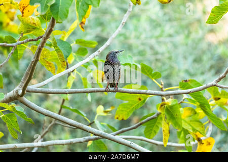 Die gemeinsame Star (Sturnus vulgaris), auch als die Europäischen Starling bekannt, oder auf den Britischen Inseln nur die starling, ist ein mittelständisches aus bi Stockfoto