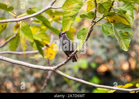 Die gemeinsame Star (Sturnus vulgaris), auch als die Europäischen Starling bekannt, oder auf den Britischen Inseln nur die starling, ist ein mittelständisches aus bi Stockfoto