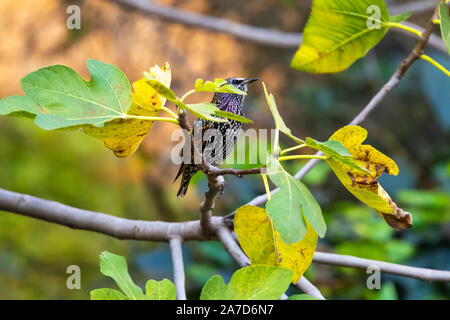 Die gemeinsame Star (Sturnus vulgaris), auch als die Europäischen Starling bekannt, oder auf den Britischen Inseln nur die starling, ist ein mittelständisches aus bi Stockfoto