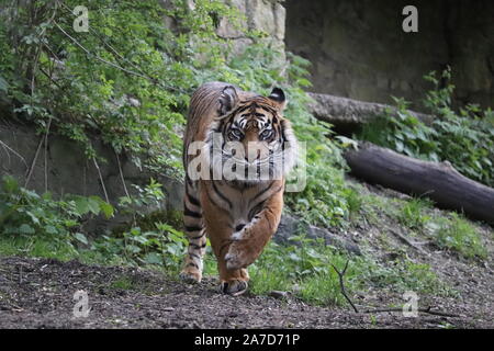 Weibliche Sumatra Tiger, Daseep (Panthera tigris sumatrae) Stockfoto