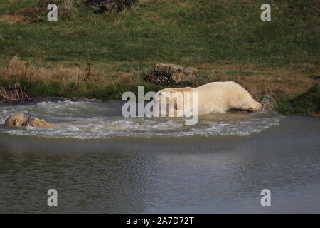 Männliche Eisbären, Nobby, Nissan & Pixel (Ursus maritimus) Stockfoto