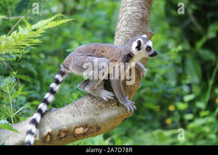 Junge Ring Tailed Lemur, Spider (Lemur catta) Stockfoto