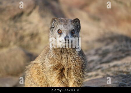 Gelbe Mungo (Cynictis Penicillata) Stockfoto