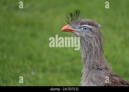 Männliche Red-Legged Seriema, Delta (Cariama cristata) Stockfoto