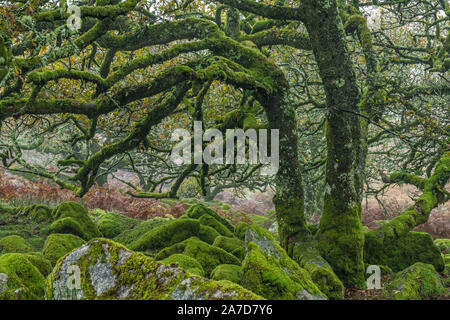 Wistmans Wood on Dartmoor, ein uraltes Eichenholz voller alter, gnarbiger verblüffter Eichen und moosbedeckter Granit-Felsbrocken in der Nähe Von Zwei Brücken. Stockfoto