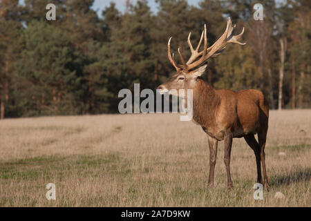 Rothirsch Stockfoto