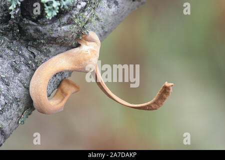 Macrotyphula fistulosa var.contorta, wie Pipe club Pilz bekannt, Wild Mushroom aus Finnland Stockfoto