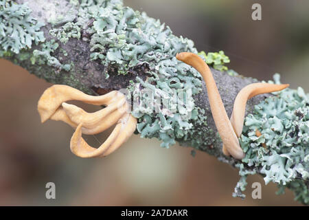 Macrotyphula fistulosa var.contorta, wie Pipe club Pilz bekannt, Wild Mushroom aus Finnland Stockfoto