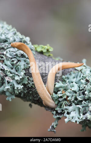 Macrotyphula fistulosa var.contorta, wie Pipe club Pilz bekannt, Wild Mushroom aus Finnland Stockfoto