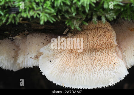 Phlebia tremellosa (ehemals Merulius tremellosus) Merulius, wie Zittern oder Gelee rot, wilde Pilze aus Finnland bekannt Stockfoto