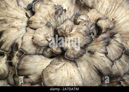 Grifola frondosa, bekannt als maitake, Henne - von - die - Holz und Ram's Head wilden essbaren Pilz mit medizinischen Eigenschaften Stockfoto