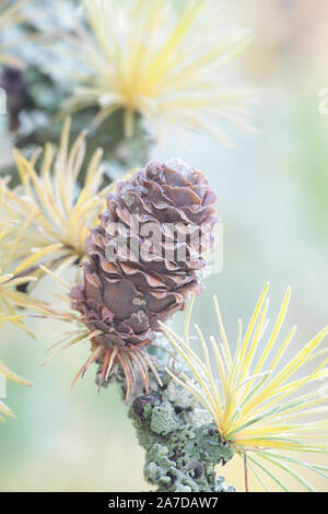 Frosty Zweig und der Kegel der europäischen Lärche, larix decidua Stockfoto