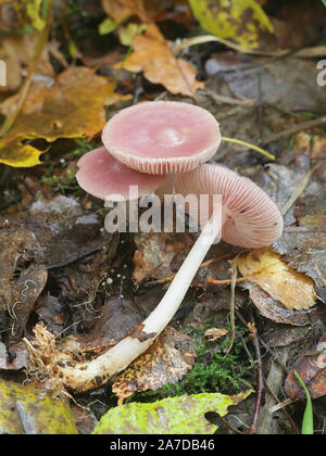 Mycena rosea, wie die rosigen Motorhaube bekannt, rosa Pilz aus Finnland Stockfoto