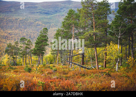 Sonnige Herbst Herbst Blick von Abisko Nationalpark, Gemeinde Kiruna, Lappland, Norrbotten County, Schweden, mit Abiskojokk Fluss, Straße und Nuolja mounta Stockfoto