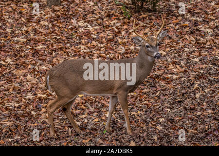 Einen einzigen männlichen jungen Hirsch auf Laub im Wald während des Tages im Herbst Stockfoto