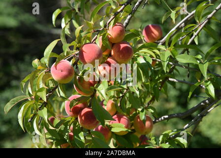 Cluster der Vollreife Pfirsiche auf dem Baum. Sonnige Spätsommer Tag in einem Obstgarten. Stockfoto