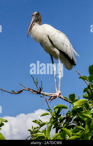 Holz Storch, Mycteria americana, blickt von seinem Teich apple tree Barsch vor blauem Himmel über den Wolken Stockfoto