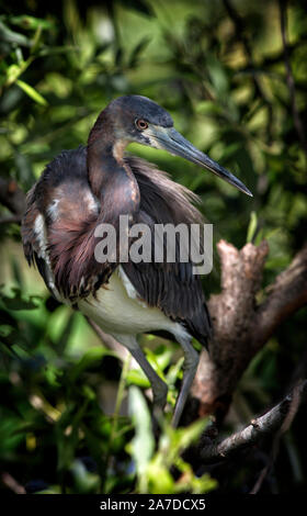 Junge Erwachsene Louisiana Reiher, Egretta tricolor, im Schatten des grünen Laub in gefilterten Licht gehockt Stockfoto