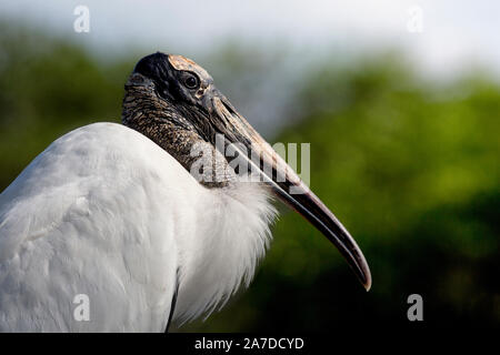 Majestätischer erwachsener Waldstorch, Mycteria americana, im Profil vor grünem Hintergrund mit großartigen Gesichtsdetails Stockfoto