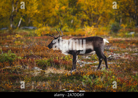 Gruppe Herde von Rehen caribou Rentiere weiden in Abisko Nationalpark, Schweden, Lappland, Norrboten County Stockfoto