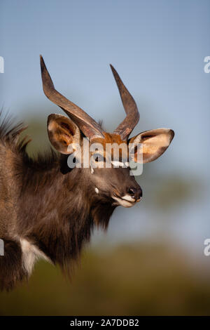 Juvenile Nyala Stier (Tragelaphus angasii), karongwe Game Reserve, Limpopo, Südafrika Stockfoto