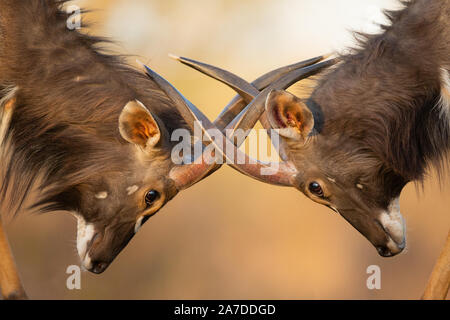 Stiere Nyala (Tragelaphus angasii) kämpfen, karongwe Game Reserve, Limpopo, Südafrika Stockfoto