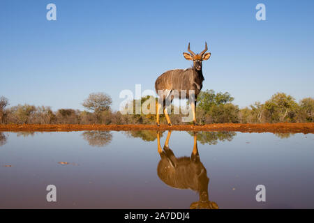 Nyala (Tragelaphus angasii) mit Reflexion, karongwe Game Reserve, Limpopo, Südafrika Stockfoto