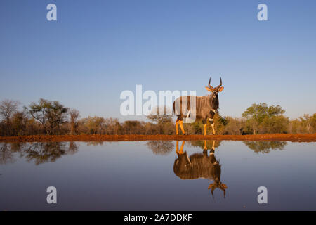 Nyala (Tragelaphus angasii) mit Reflexion, karongwe Game Reserve, Limpopo, Südafrika Stockfoto