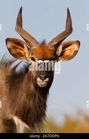 Juvenile Nyala Stier (Tragelaphus angasii), karongwe Game Reserve, Limpopo, Südafrika Stockfoto