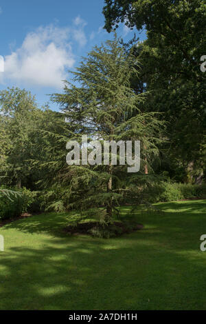 Sommer Laub von einem immergrünen Baum Zypern Zeder (Cedrus Buergeri) in einem Garten in ländlichen Devon, England, Großbritannien Stockfoto