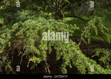 Sommer Laub von einem immergrünen Baum Zypern Zeder (Cedrus Buergeri) in einem Garten in ländlichen Devon, England, Großbritannien Stockfoto