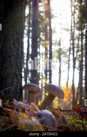 Steinpilzen wächst in der Nähe des Baumes. Herbst Pilze im Wald. Natürliche rohe Nahrung wächst. Genießbare cep, vegetarische natürlichen organischen Mahlzeit Stockfoto