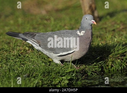 Woodpigeon (Columba palumbus) Erwachsenen steht die Teich Eccles-on-Sea, Norfolk, Großbritannien Oktober Stockfoto