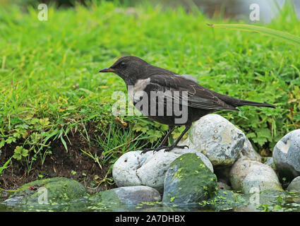 Die ringdrossel (Turdus torquatus torquatus) erwachsenen weiblichen Ständigen durch Teich auf Migration Eccles-on-Sea, Norfolk, Großbritannien Oktober Stockfoto