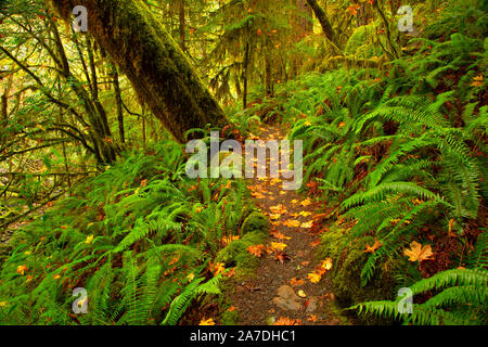 Elk Creek Falls Trail, Siskiyou National Forest, Rogue-Coquille National Scenic Byway, Oregon Stockfoto