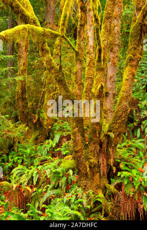 Bigleaf Maple in westlichen Schwert Farn, Siskiyou National Forest, Rogue-Coquille National Scenic Byway, Oregon Stockfoto