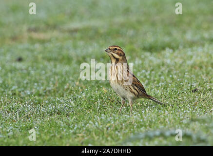 Rohrammer (Emberiza schoeniclus) erwachsenen weiblichen stehend auf nassem Gras Eccles-on-Sea, Norfolk, Großbritannien Oktober Stockfoto