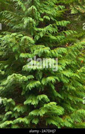 Port Orford Zeder, Siskiyou National Forest, Rogue-Coquille National Scenic Byway, Oregon Stockfoto