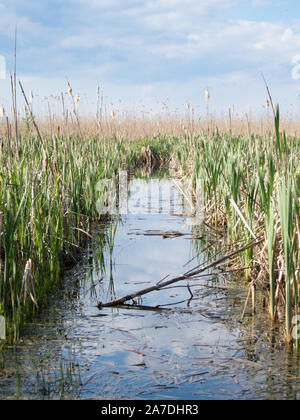 Kanal durch Schilf in kleinen Delta komana neajlov Stockfoto