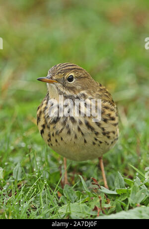 Wiesenpieper (Anthus pratensis) Close-up von Erwachsenen stehen auf kurzen Gras Eccles-on-Sea, Norfolk, Großbritannien Oktober Stockfoto