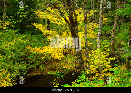 Weinstock Ahorn (Acer circinatum) im Herbst entlang der South Fork Coquille River, Siskiyou National Forest, Oregon Stockfoto