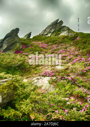 Berghänge mit Büschen der Rhododendron kotschyi in Fagaras Gebirge gefüllt Rumänien Anfang Sommer Stockfoto