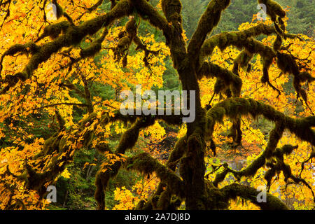 Bigleaf maple (Acer macrophyllum) im Herbst, Coquille River Falls Forschung Naturraum, Siskiyou National Forest, Oregon Stockfoto