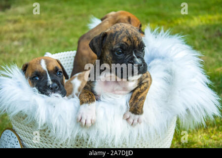 Kleine Welpen Boxer in den Korb in den Park Stockfoto