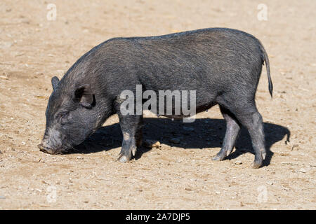 Junge vietnamesische Pot-bellied Pig/Lon ich Schwein, gefährdete traditionelle vietnamesische Rasse der Miniatur Hausschwein Stockfoto